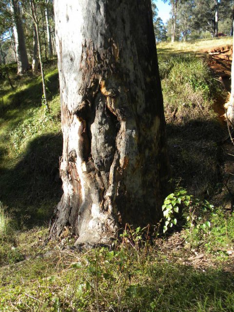 Tree carved by members of the modern Darug community, Euroka Park